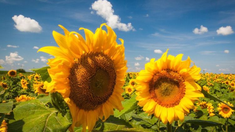 У Києві температура вночі близько 10° тепла - фото 1