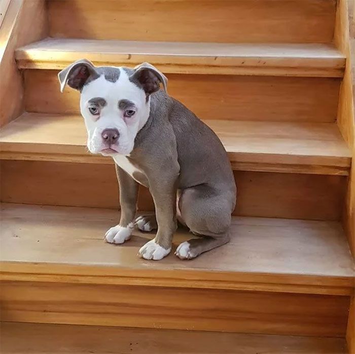 У мережі знайшли найсумнішого собаку у Німеччині - фото 1