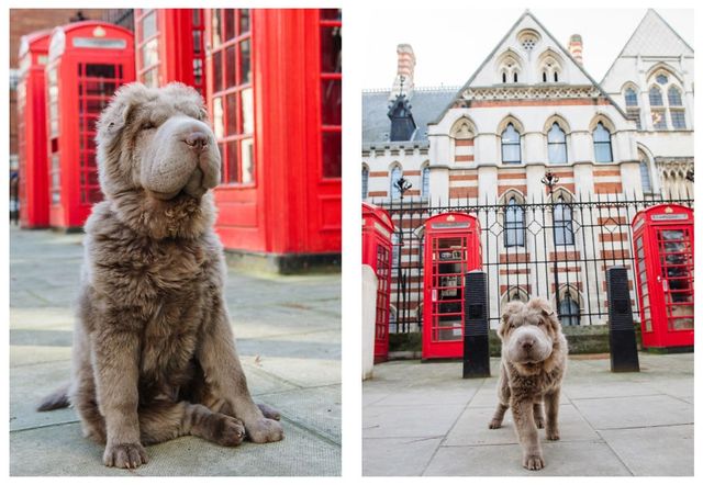 Чарівний собака-ведмідь шукає пригоди в Лондоні - фото 241311