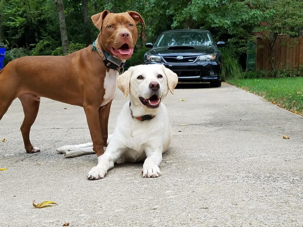 "Йдемо у парк": чоловік мовою жестів кличе гуляти свого глухого собаку