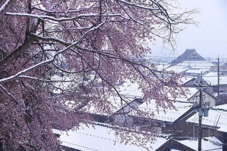У Японії вперше за 17 років в квітні випав сніг: фотофакт