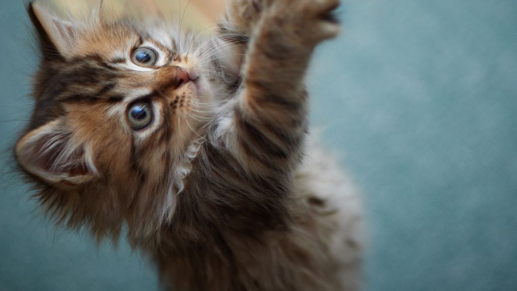 Чому кошенята такі милі, – пояснення науковців - фото 1