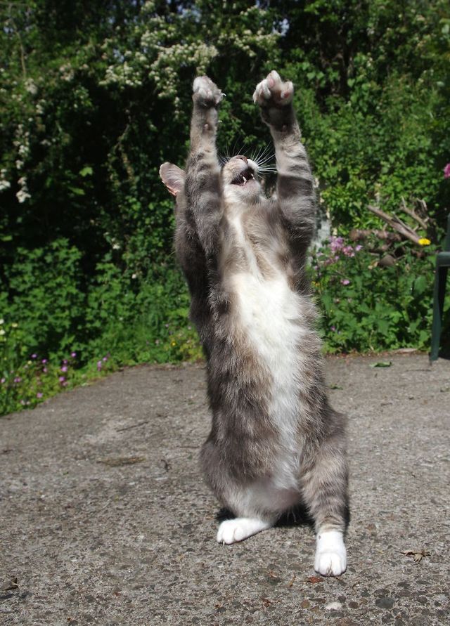 Ці коти вміють танцювати: кумедні фото - фото 240616