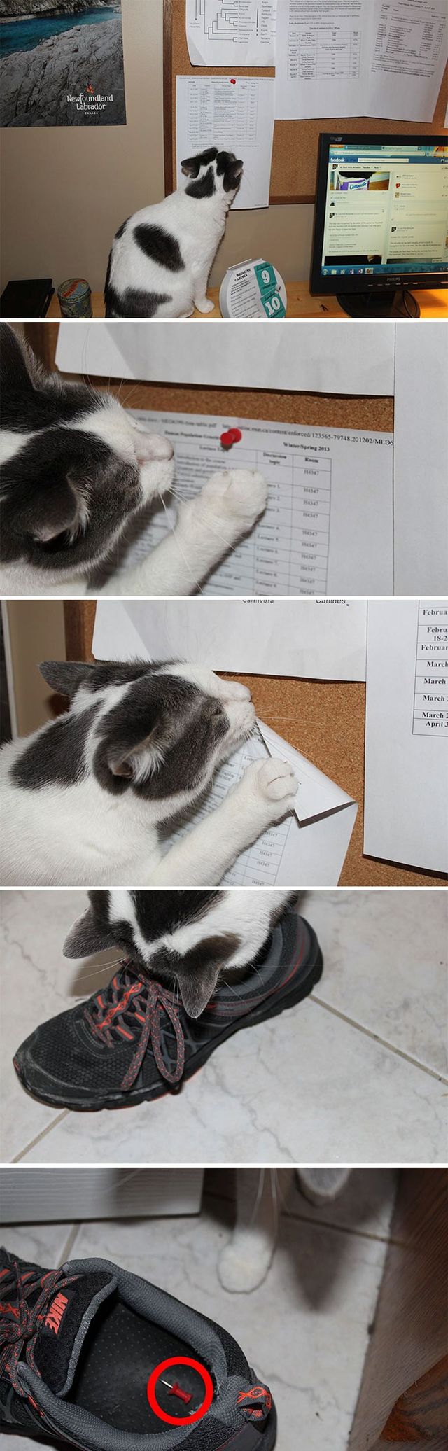 Коти-дурники, які роблять шкоду - фото 240005