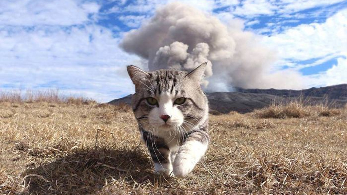 У мережі знайшли найбільш фотогенічного кота - фото 1