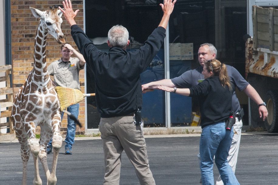 Як у США юна жирафа тікала з зоопарку: відеофакт