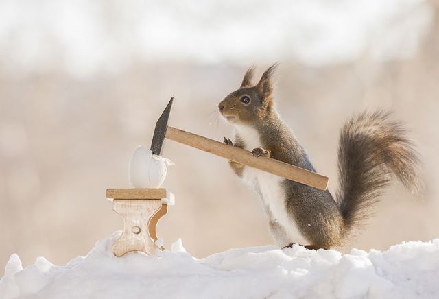 Як дикі білки святкують Великдень - фото 237460