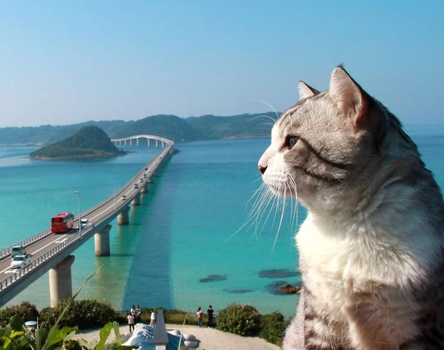 У мережі знайшли найбільш фотогенічного кота - фото 239528