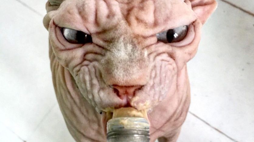 Найзлішого кота світу знайшли в Instagram