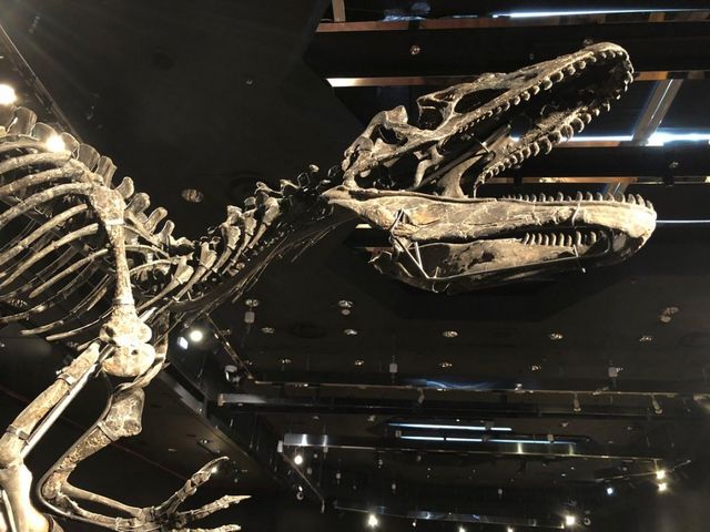 Унікальні скелети двох динозаврів пустили з молотка- фото 239798