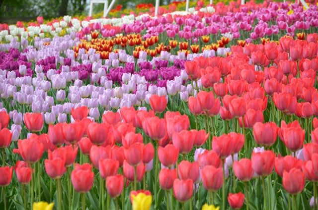 У Києві відкрилася виставка тюльпанів- фото 243808