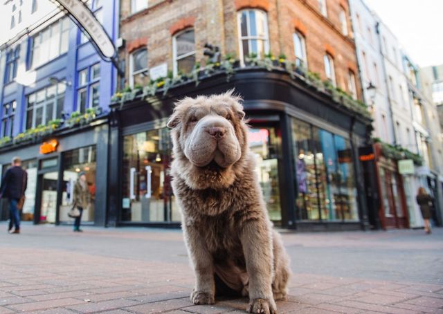 Чарівний собака-ведмідь шукає пригоди в Лондоні - фото 241312