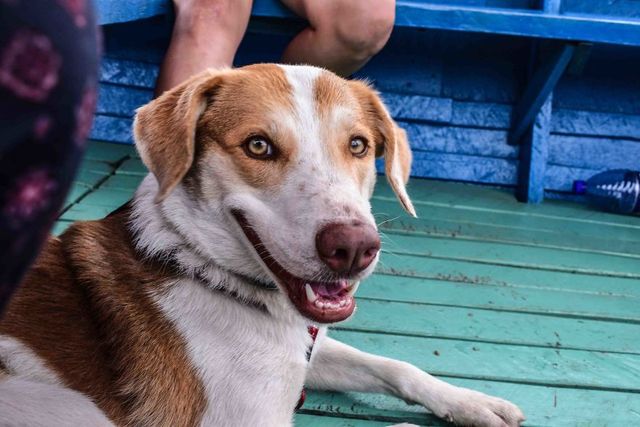 Цей собака посміхається вже рік, і ось чому - фото 240661