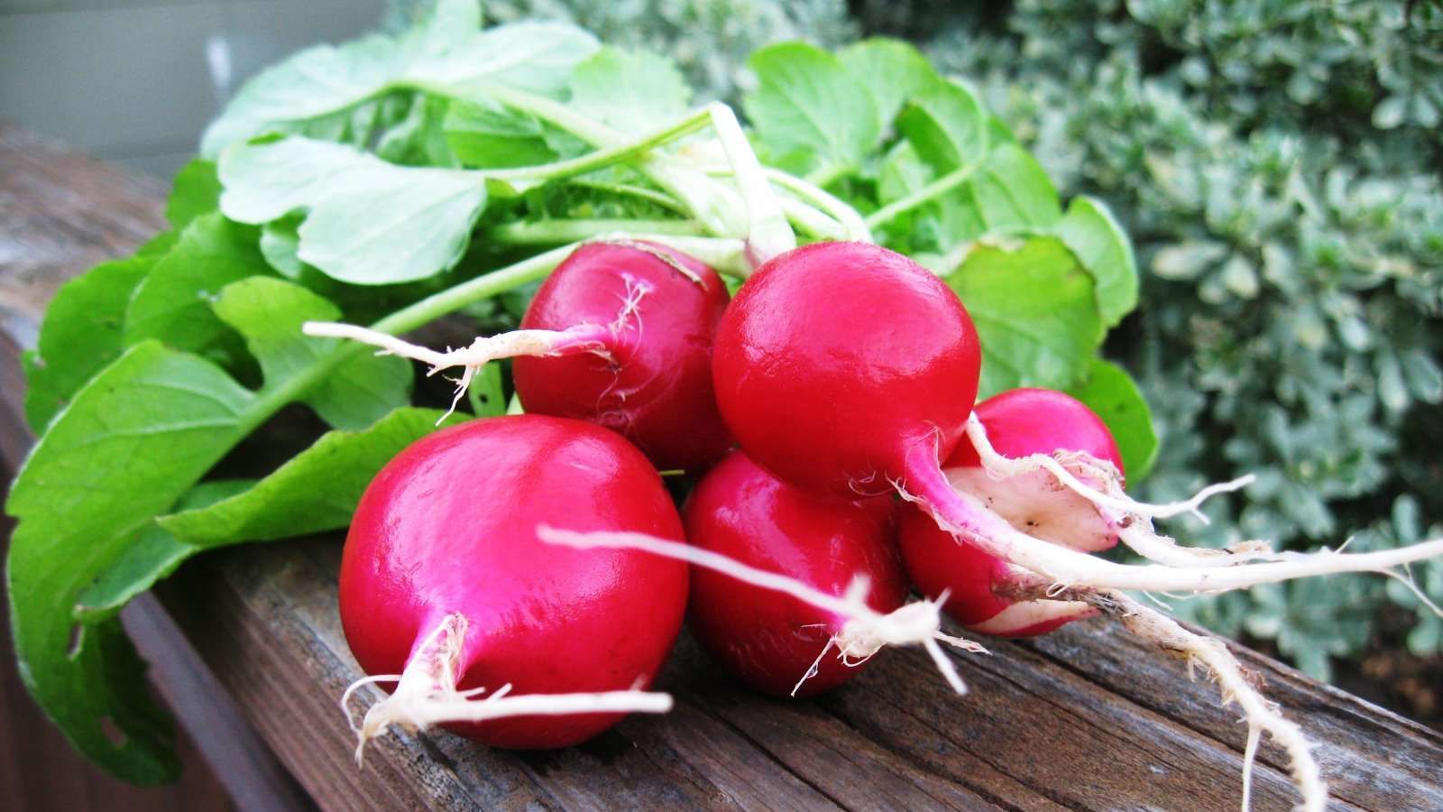 У редисі містяться вітаміни групи В - фото 1