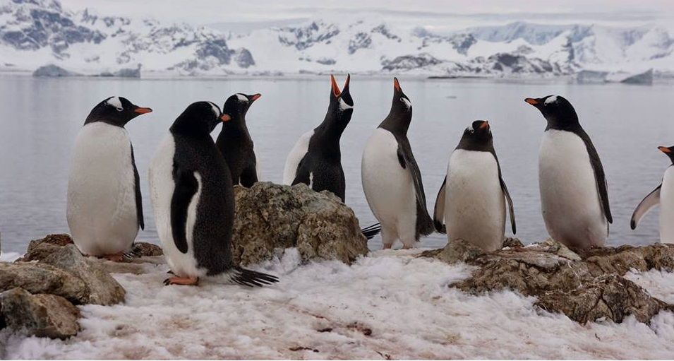 У Міносвіти креативно привітали з Всесвітнім днем пінгвіна: фотофакт