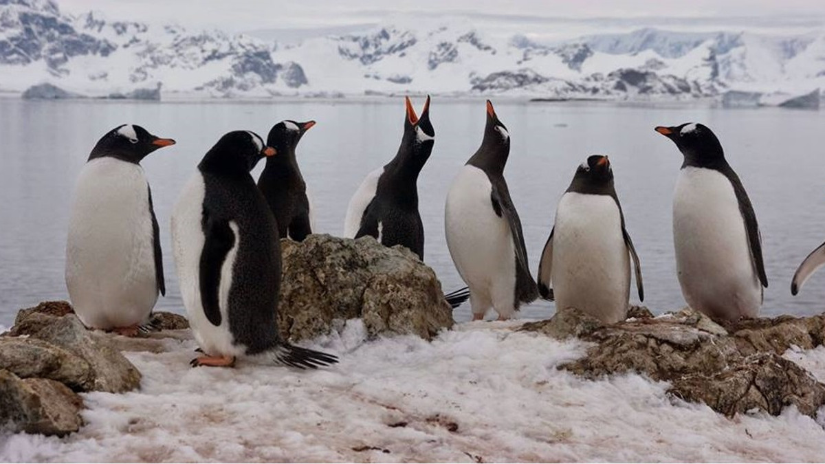 У Міносвіти креативно привітали з Всесвітнім днем пінгвіна - фото 1
