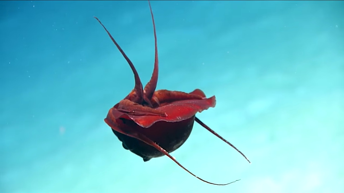 Учені зафіксували на відео незрозумілу морську істоту - фото 1