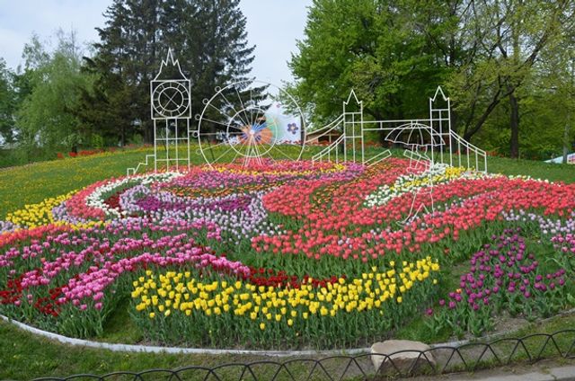 У Києві відкрилася виставка тюльпанів- фото 243817