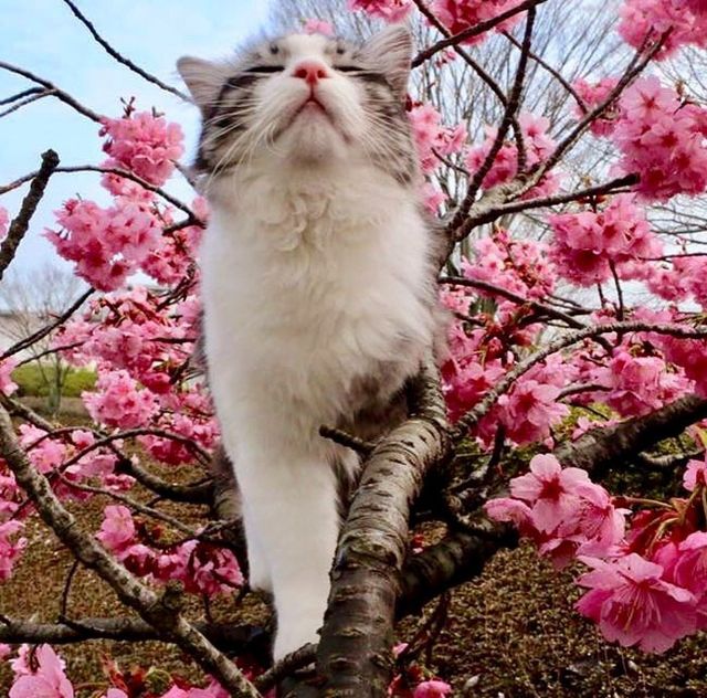 У мережі знайшли найбільш фотогенічного кота - фото 239535