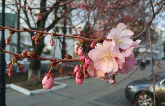 На Закарпатті зацвіла перша сакура - фото 1