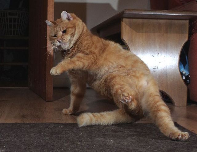 Ці коти вміють танцювати: кумедні фото - фото 240605