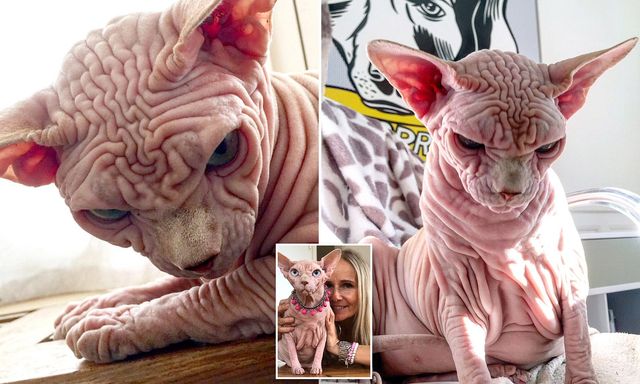 Найзлішого кота світу знайшли в Instagram - фото 238968