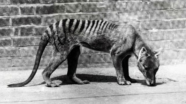 Дивовижні тварини, які не дожили до наших днів- фото 239686