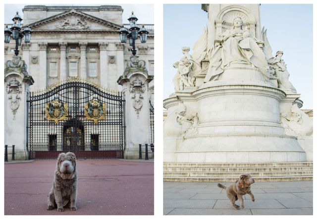 Чарівний собака-ведмідь шукає пригоди в Лондоні - фото 241299
