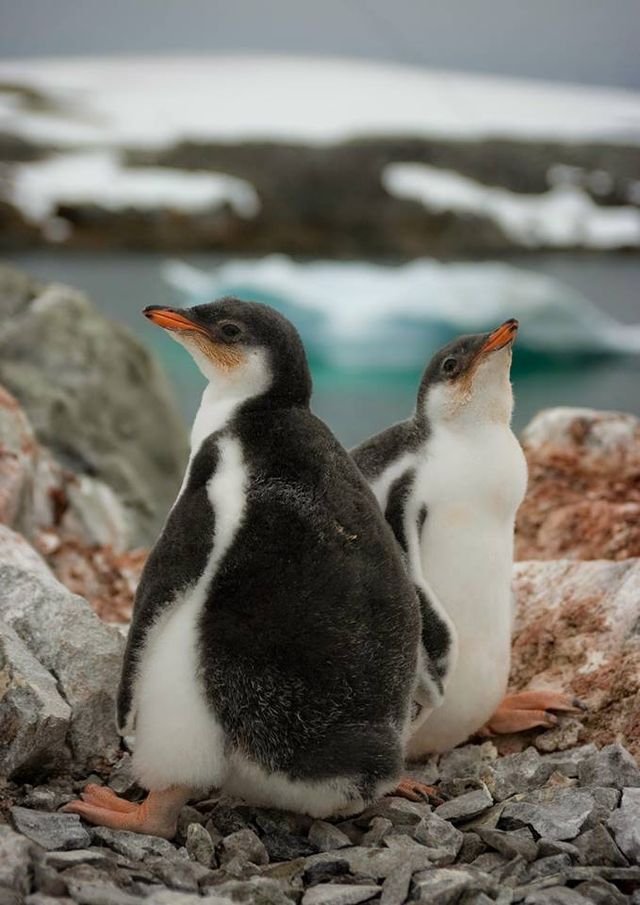 У Міносвіти креативно привітали з Всесвітнім днем пінгвіна - фото 243027