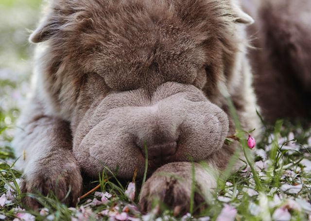 Чарівний собака-ведмідь шукає пригоди в Лондоні - фото 241314