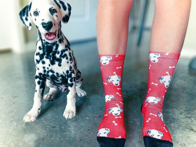 Чарівник цуцик краде людські серця, і це не дивно - фото 240916