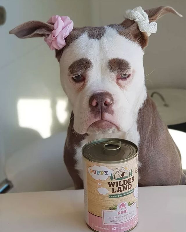 У мережі знайшли найсумнішого собаку у Німеччині - фото 238271