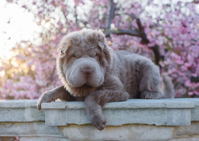 Чарівний собака-ведмідь шукає пригоди в Лондоні - фото 241307