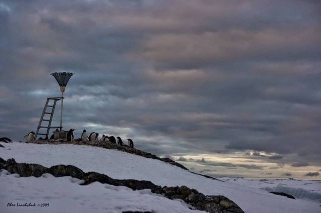 У Міносвіти креативно привітали з Всесвітнім днем пінгвіна - фото 243023