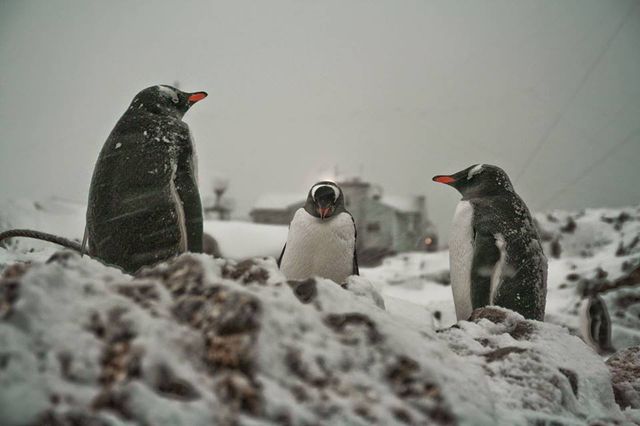 У Міносвіти креативно привітали з Всесвітнім днем пінгвіна - фото 243024