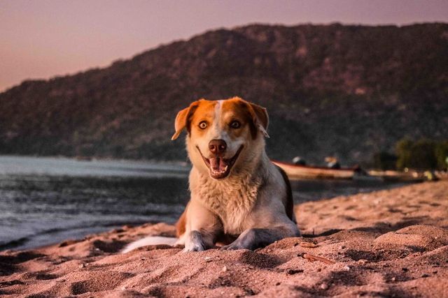 Цей собака посміхається вже рік, і ось чому - фото 240658