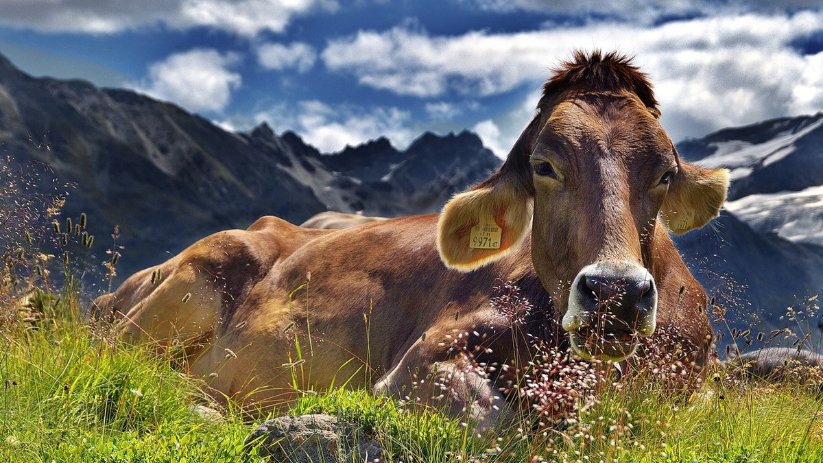 Як корови розважаються з сіном: кумедне відео підкорює мережу - фото 1