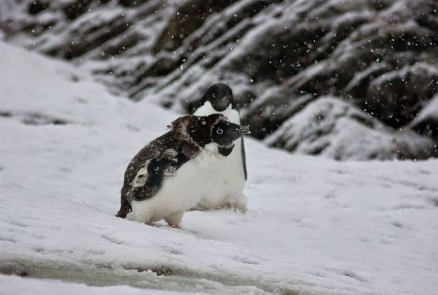У Міносвіти креативно привітали з Всесвітнім днем пінгвіна - фото 243025