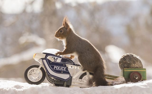 Як дикі білки святкують Великдень - фото 237466