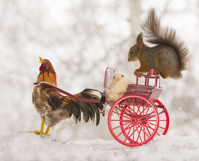 Як дикі білки святкують Великдень - фото 237474