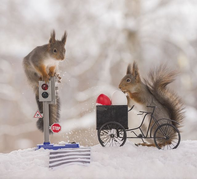 Як дикі білки святкують Великдень - фото 237473