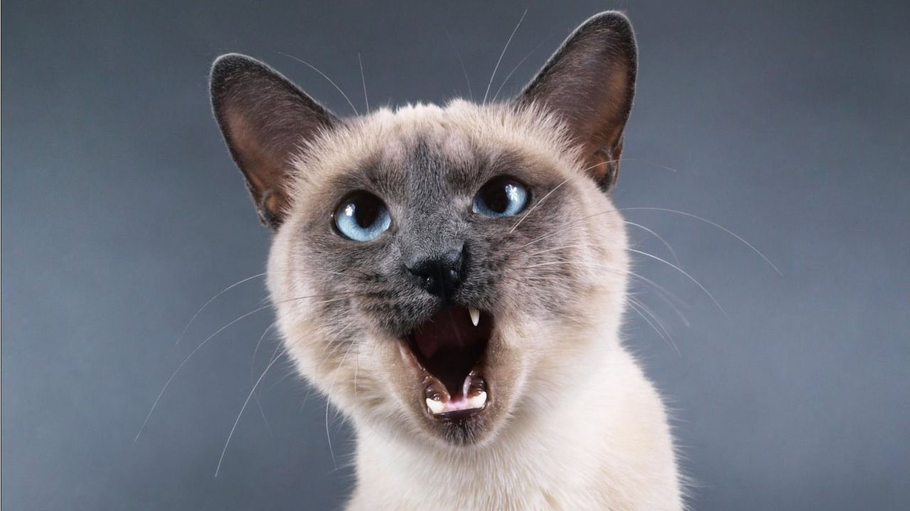 Ці породи котиків вважаються найрозумнішими