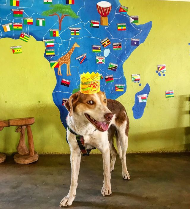 Цей собака посміхається вже рік, і ось чому - фото 240666