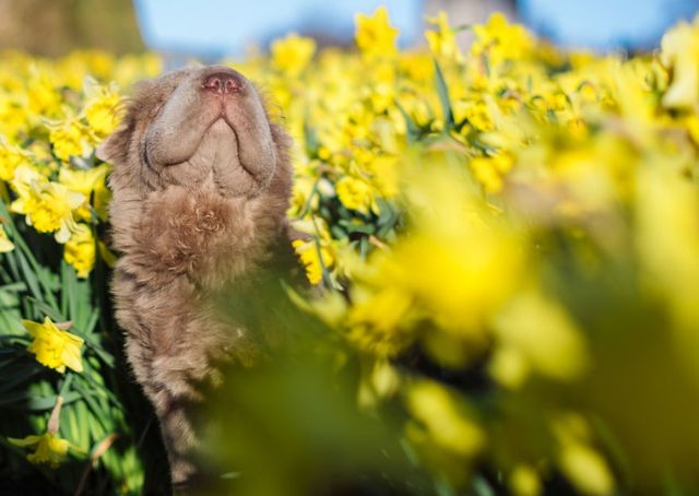 Чарівний собака-ведмідь шукає пригоди в Лондоні - фото 241302