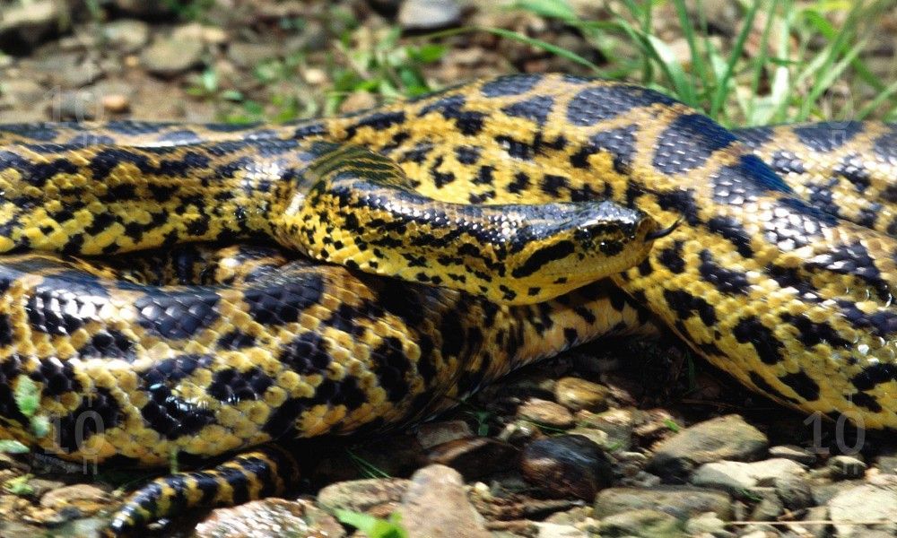 В Австралії отруйна змія заповзла рибалці в штанину: моторошне відео