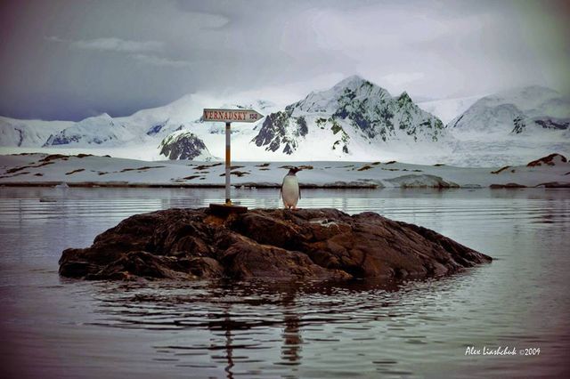 У Міносвіти креативно привітали з Всесвітнім днем пінгвіна - фото 243028