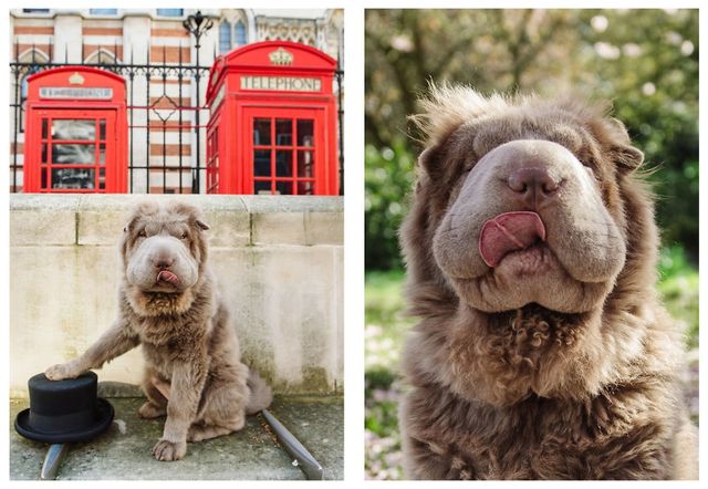 Чарівний собака-ведмідь шукає пригоди в Лондоні - фото 241310