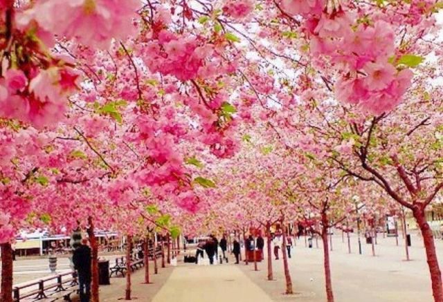 Цвітіння сакура в Мукачево можна буде спостерігати онлайн - фото 1