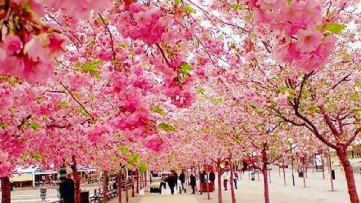 Цвітіння сакура в Мукачево можна буде спостерігати онлайн - фото 1
