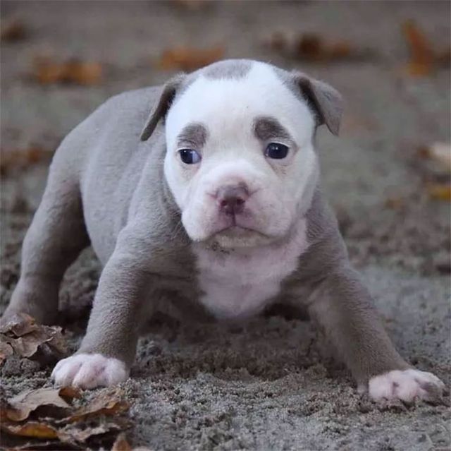 У мережі знайшли найсумнішого собаку у Німеччині - фото 238269